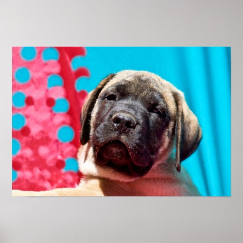 Mastiff Puppy Portrait Poster