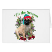 Mastiff ‘Tis (Front Horizontal)