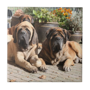 Mastiff Vacation English Mastiff Ceramic Tile