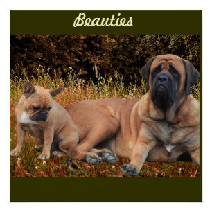 Mastiff with French Bulldog postcard Poster