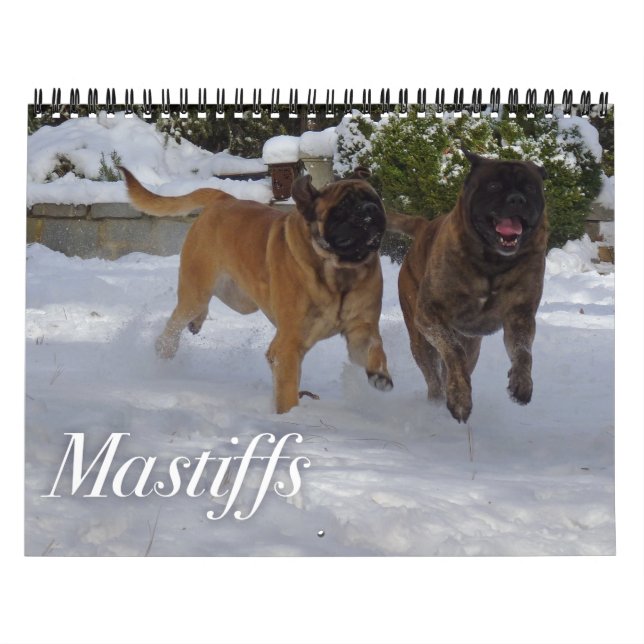 Mastiffs Calendar (Cover)