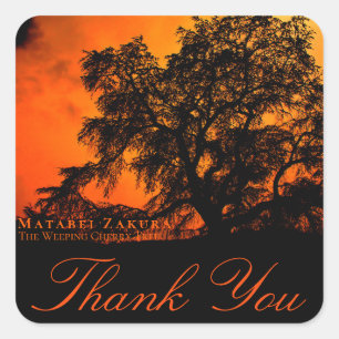 Matabei-Zakura: Weeping Cherry Tree スクエアシール Square Sticker
