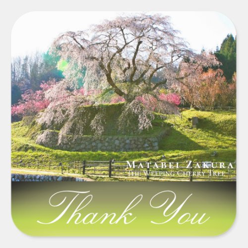 Matabei_Zakura Weeping Cherry Tree Square Sticker