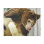 Matchies Tree Kangaroo Postcard