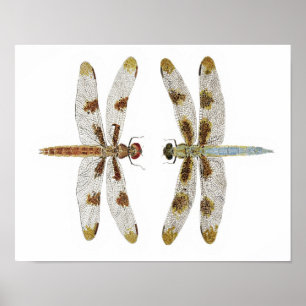 Mated Pair of 12 Spotted Skimmer Dragonflies Poster