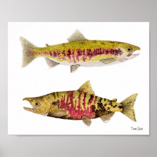 Mated Pair of Chum Salmon Poster