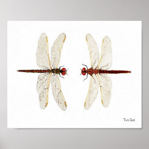 Mated Pair of Variegated Meadowhawks watercolor ar Poster