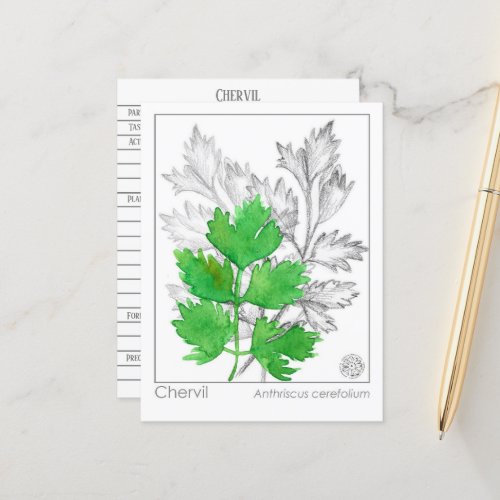 Materia Medica Chervil Herbal Study Card 