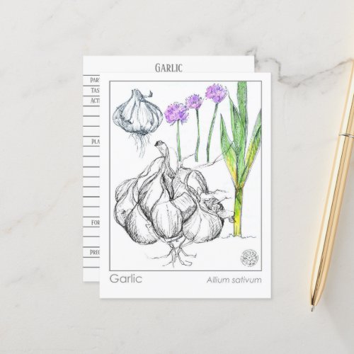 Materia Medica Garlic Plant Herbal Study Card