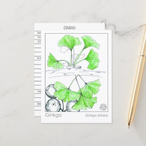 Materia Medica Ginkgo Biloba Herbal Study Card