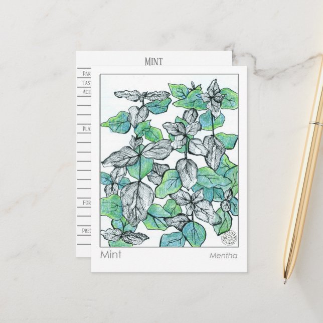 Materia Medica Mint Tea Plant Herbal Study Card (Front/Back In Situ)