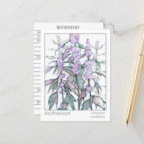 Materia Medica Motherwort Herbal Study Card