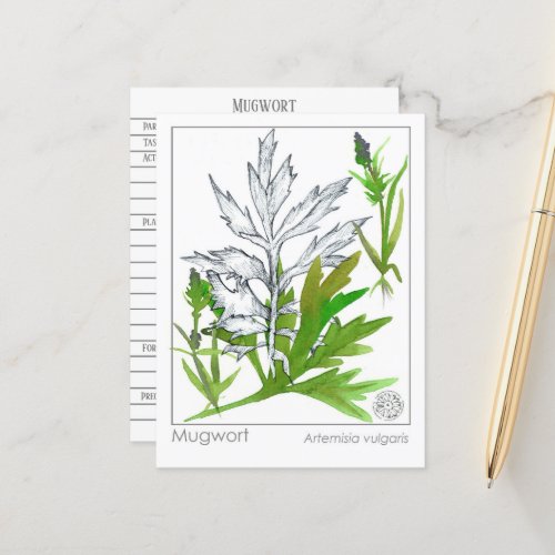 Materia Medica Mugwort Medicinal Herb Study Card