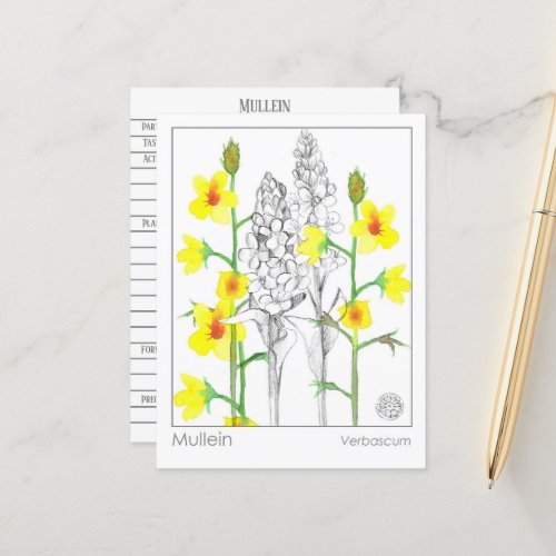 Materia Medica Mullein Medicinal Herb Study Card