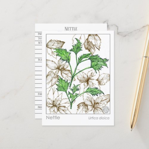 Materia Medica Nettle Medicinal Plant Herb Study  Postcard