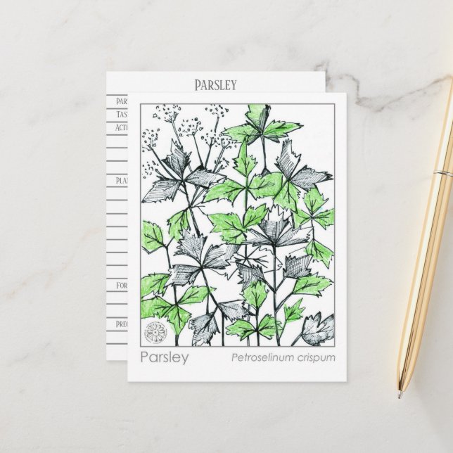 Materia Medica Parsley Spice Herbal Study Card (Front/Back In Situ)