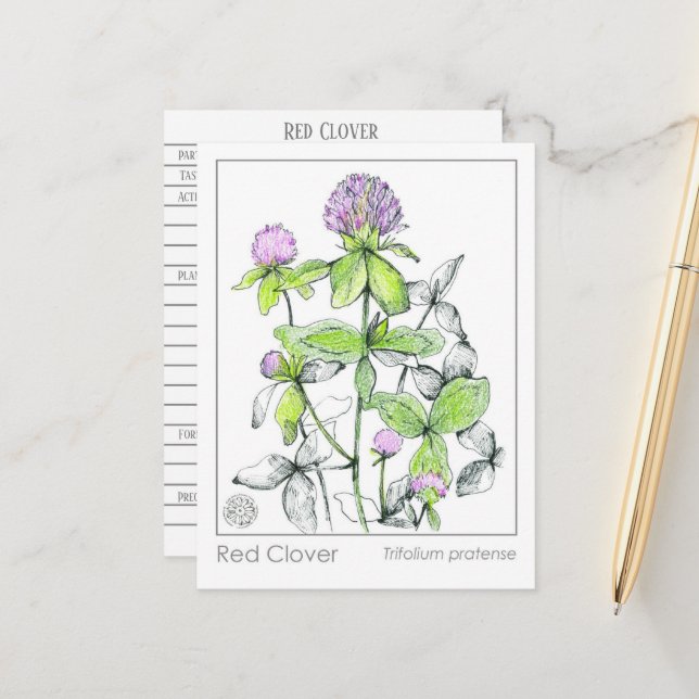 Materia Medica Red Clover Plant Herbal Study Card (Front/Back In Situ)