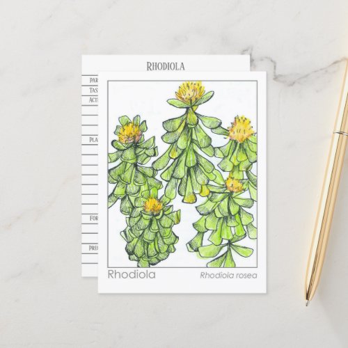 Materia Medica Rhodiola Plant Herbal Study Card
