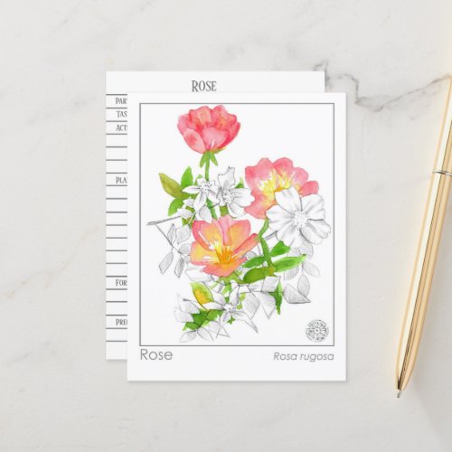 Materia Medica Rose Flower Plant Herbal Study Card