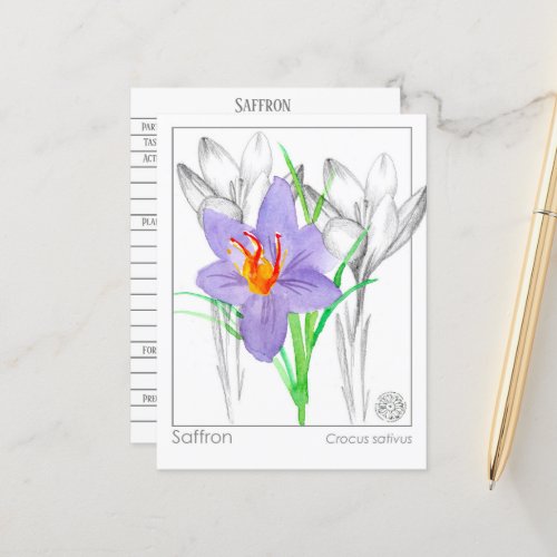 Materia Medica Saffron Plant Herbal Study Card