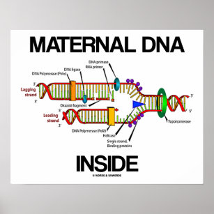 Maternal DNA Inside Genes Humor DNA Replication Poster