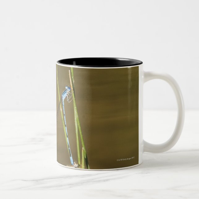 Mating Damselflies Two-Tone Coffee Mug (Right)