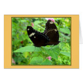 Mating Dance (Front Horizontal)