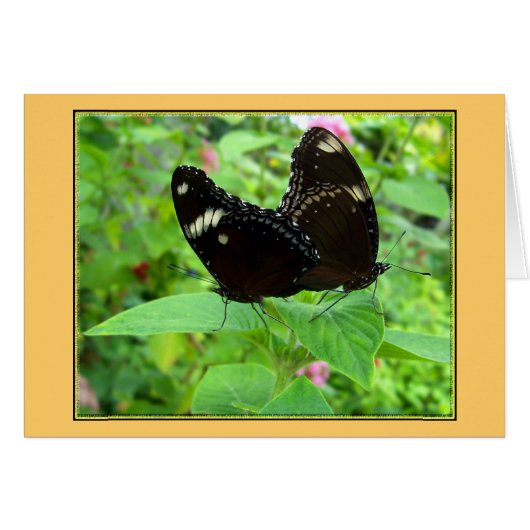 Mating Dance Cards (Front Horizontal)