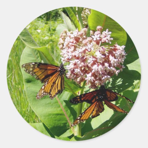 Mating Monarch Butterfly on Milkweed Photo Classic Round Sticker