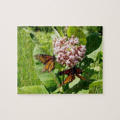 Mating Monarch Butterfly on Milkweed Photo Jigsaw Puzzle