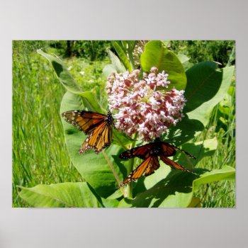 Mating Monarch Butterfly On Milkweed Photo Poster by warrior_woman at Zazzle