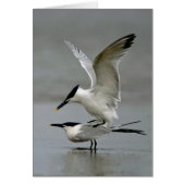 Mating Sandwich Terns (Front)