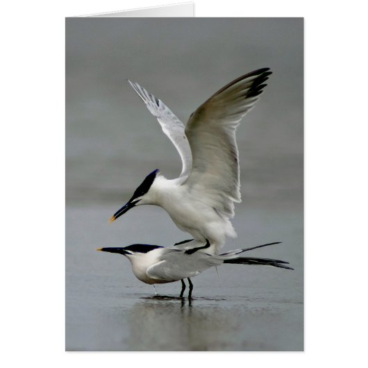 Mating Sandwich Terns Cards (Front)