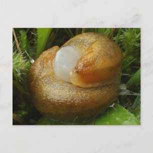 Mating Slugs Postcard