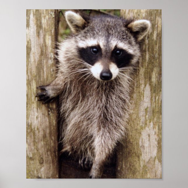 Matte Poster of raccoon (Front)