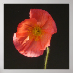 Matte Print - Close Up Flower