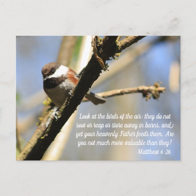Matthew 6:26 Birds Scripture Postcard (Front)
