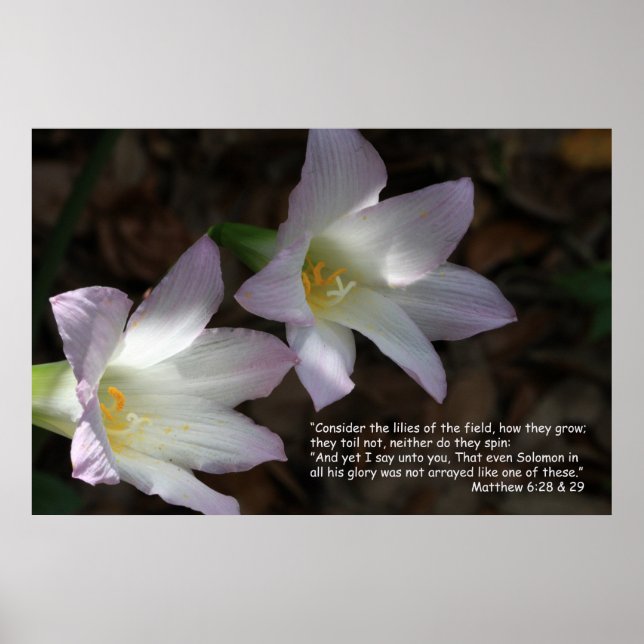 Matthew 6:28 & 29 Scripture Poster (Front)