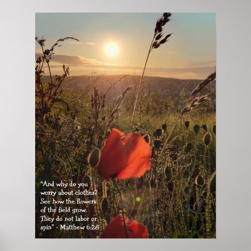 Matthew 628 Poppies at sunset Poster