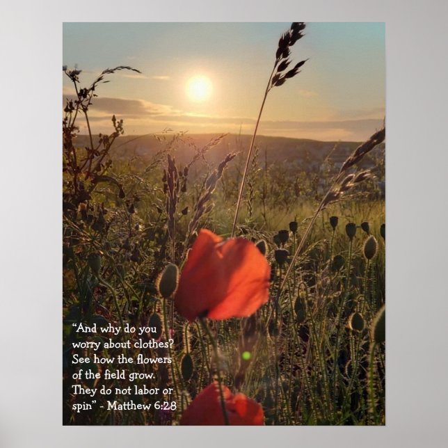 Matthew 6:28 Poppies at sunset Poster (Front)