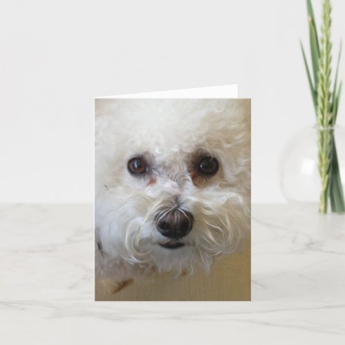 Mattie _ Bichon Frise NoteCard