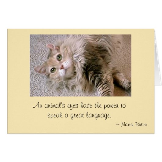 Mattie's Eyes Cards (Front Horizontal)