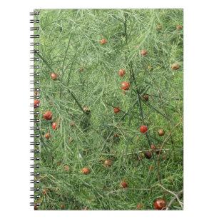 Mature asparagus plant with seed pods notebook