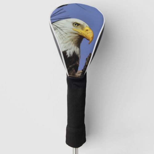 Mature Bald Eagle Close Up Head    Golf Head Cover