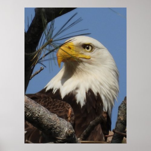 Mature Bald Eagle Close Up Head  Poster