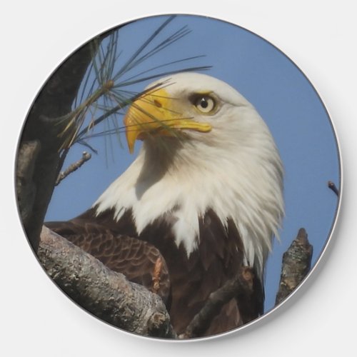 Mature Bald Eagle Close Up Head   Wireless Charger