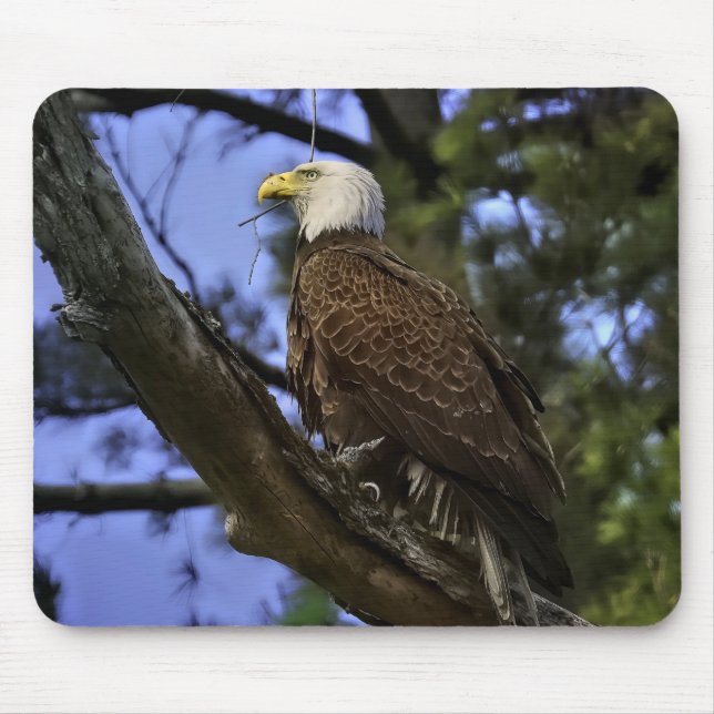 Mature Bald Eagle Gel Mouse Pad (Front)