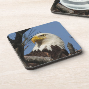 Mature Bald Eagle Head close up Beverage Coaster