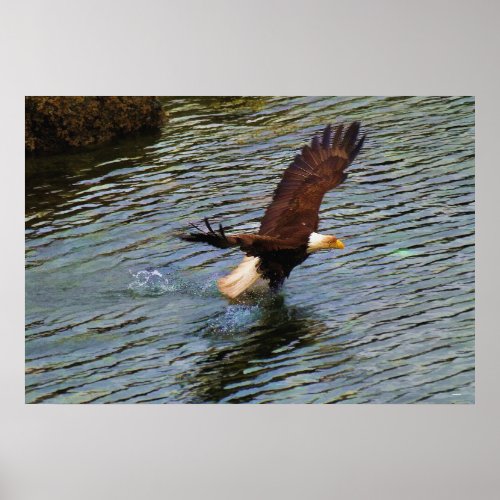 Mature Bald Eagle Hunting Wildlife Art Poster