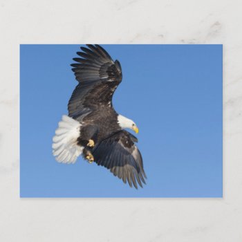 Mature Bald Eagle In Flight With Wings Spread Postcard by theworldofanimals at Zazzle